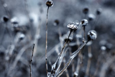 Dry plants in ice glaze outdoors on winter day, closeup