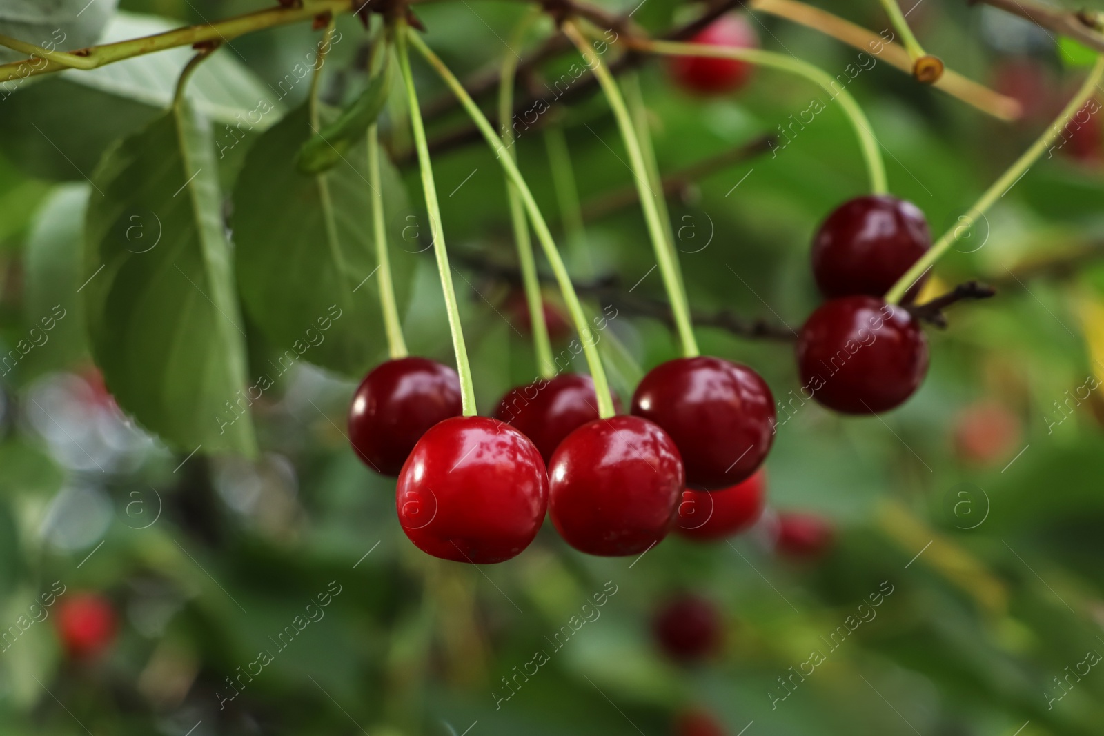 Photo of Closeup view of cherry tree with ripe red berries outdoors