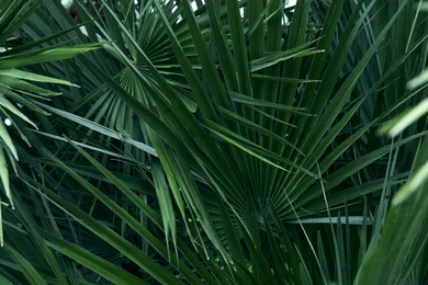 Photo of Beautiful green tropical leaves outdoors, closeup view