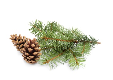 Photo of Christmas tree branches with pine cones on white background