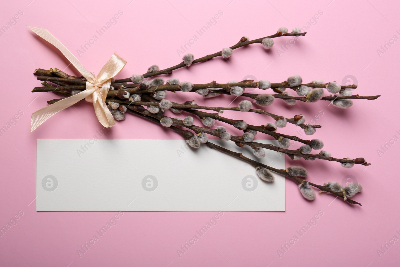 Photo of Beautiful blooming willow branches and blank card on pink background, flat lay. Space for text