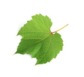 Fresh green leaf isolated on white. Grape plant