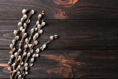 Photo of Beautiful willow branches with fuzzy catkins on wooden table, flat lay. Space for text