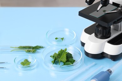 Food Quality Control. Microscope, petri dishes with parsley and other laboratory equipment on light blue table