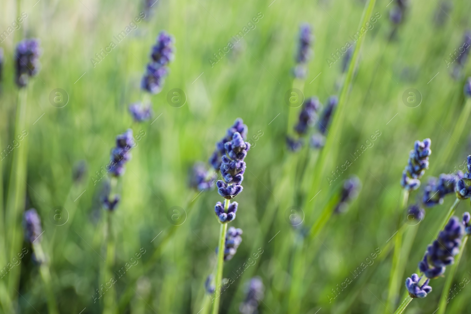 Photo of Beautiful lavender flowers growing in field, closeup