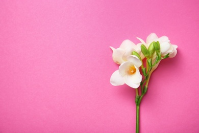 Photo of Beautiful freesia on color background