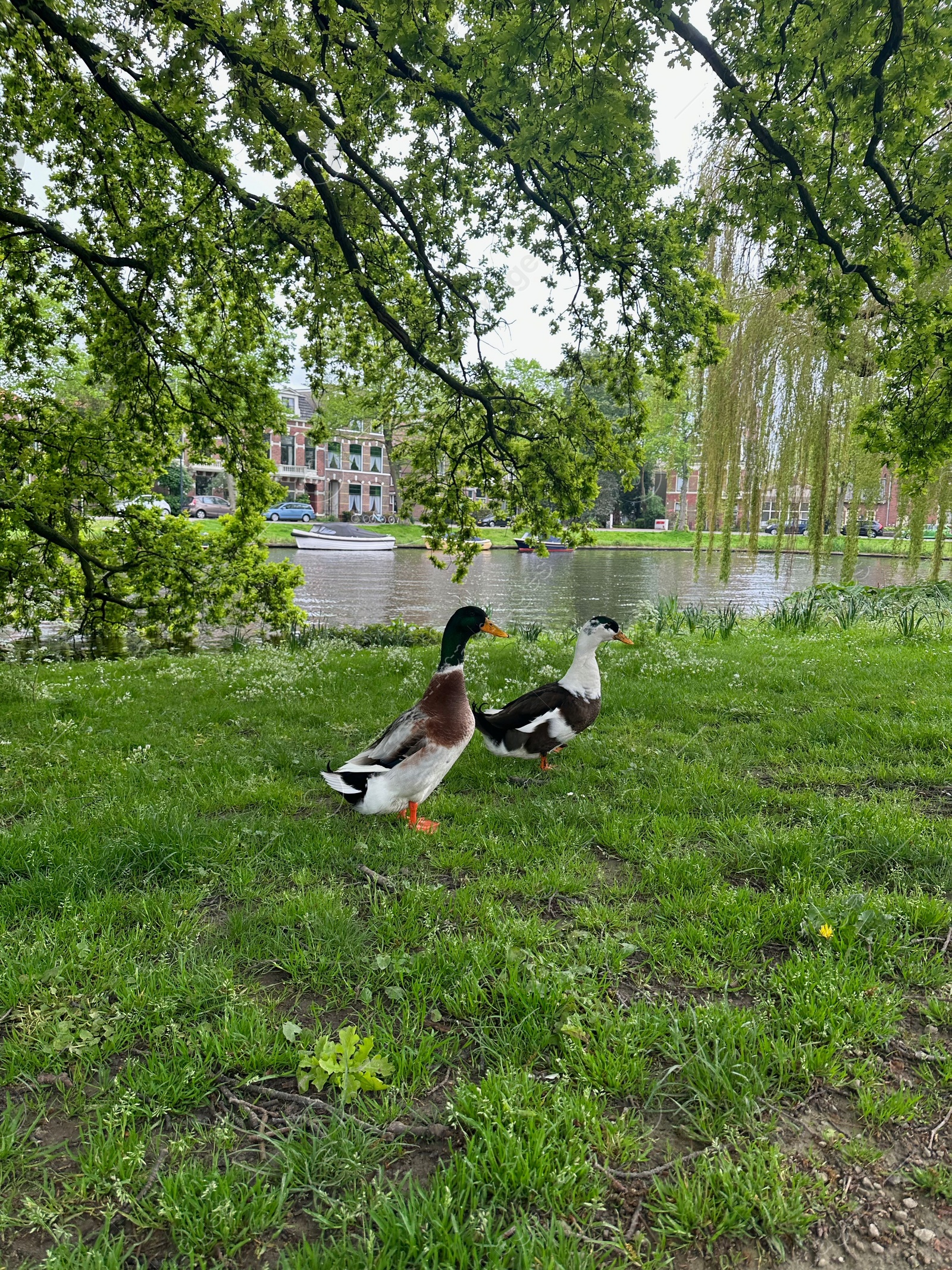 Photo of Two beautiful ducks walking near city canal