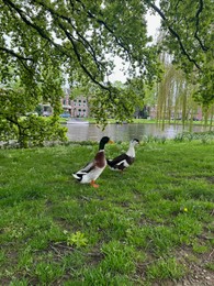 Two beautiful ducks walking near city canal