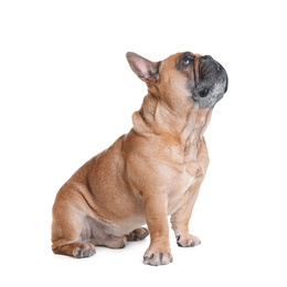 Cute French bulldog on white background. Funny pet