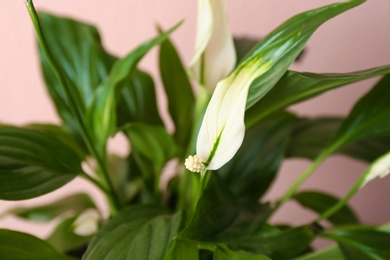 Flowers and leaves of peace lily on color background, closeup. Space for text