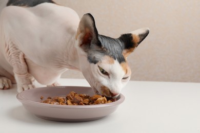 Photo of Cute Sphynx cat eating wet food from plate on white table, closeup
