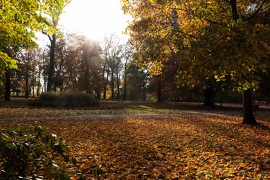 Photo of Picturesque view of park with beautiful trees and fallen leaves on sunny day. Autumn season