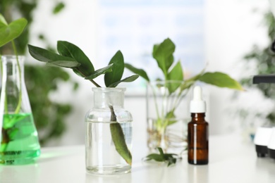 Photo of Green twig in glassware on table. Plant chemistry