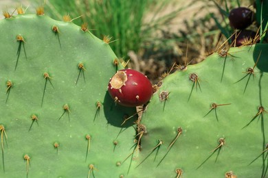 Beautiful prickly pear cactus growing outdoors on sunny day, closeup