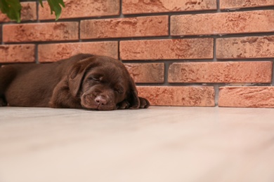 Chocolate Labrador Retriever puppy sleeping on floor near wall indoors