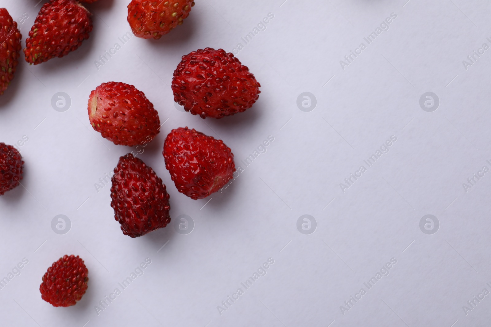 Photo of Many fresh wild strawberries on white background, flat lay. Space for text