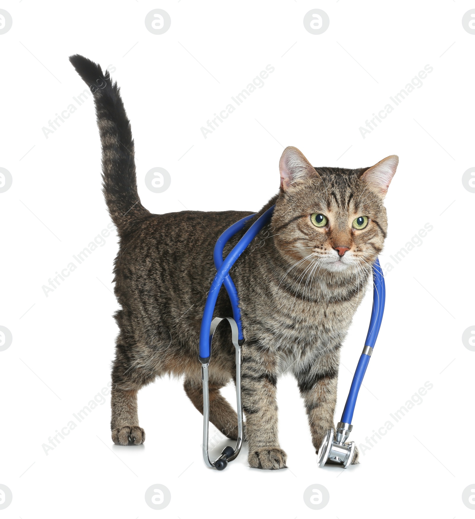 Photo of Cute cat with stethoscope as veterinarian on white background