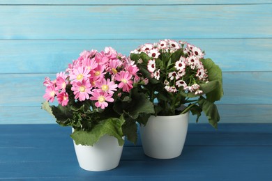 Photo of Beautiful cineraria plants in flower pots on blue wooden table