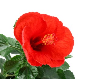 Photo of Beautiful red hibiscus flower and green leaves isolated on white