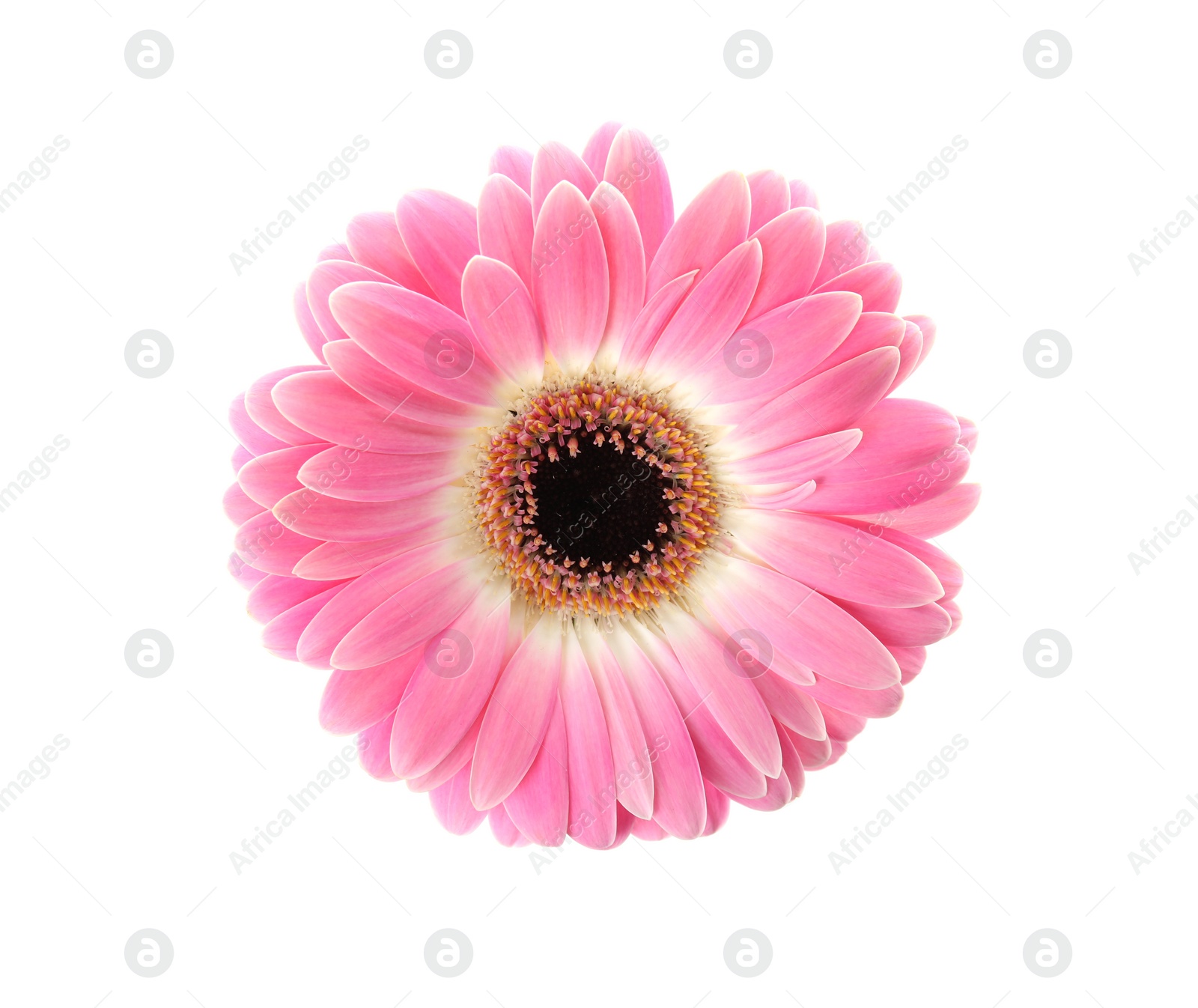 Photo of Beautiful bright gerbera flower on white background, top view