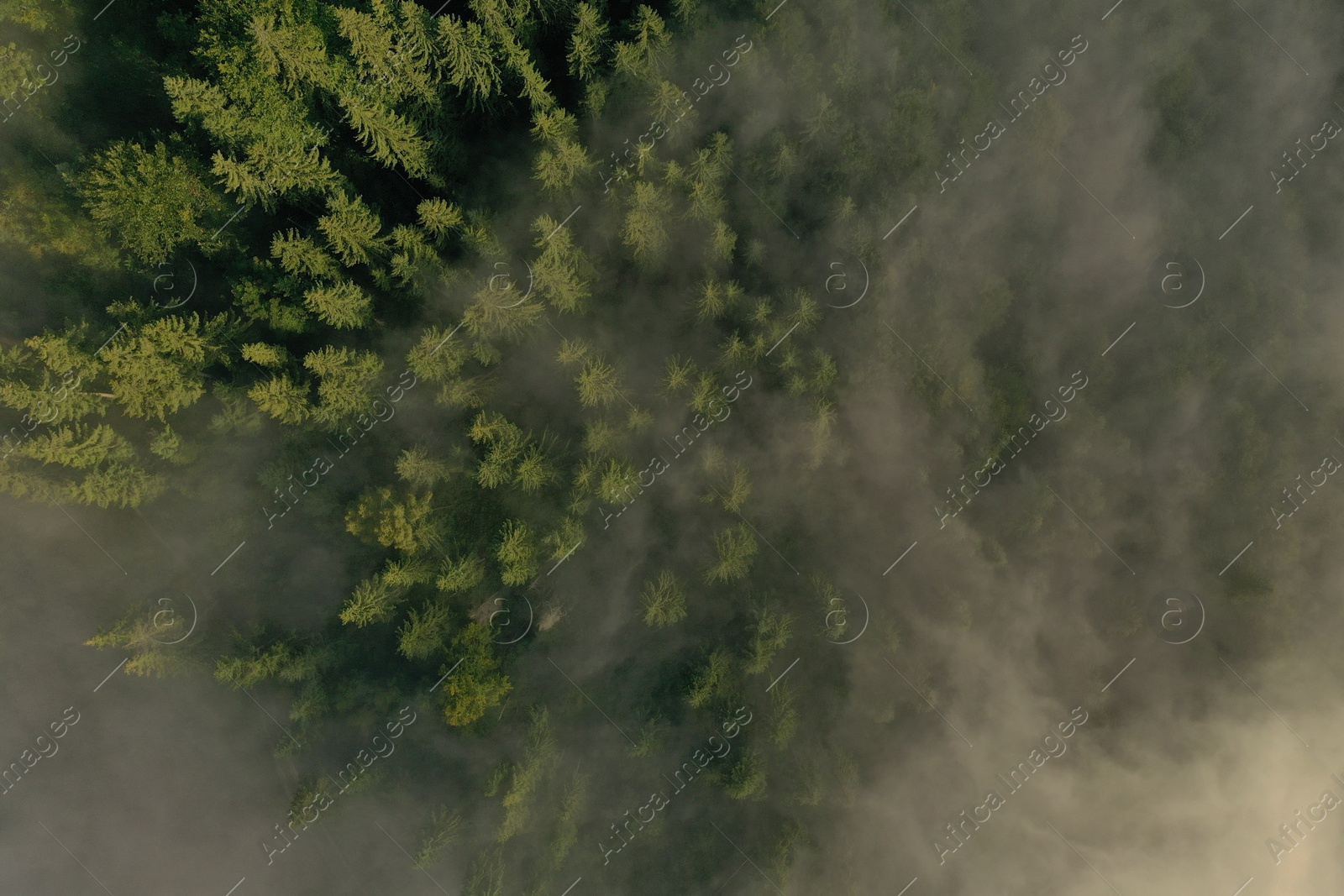 Photo of Aerial view of beautiful forest with conifer trees on foggy morning