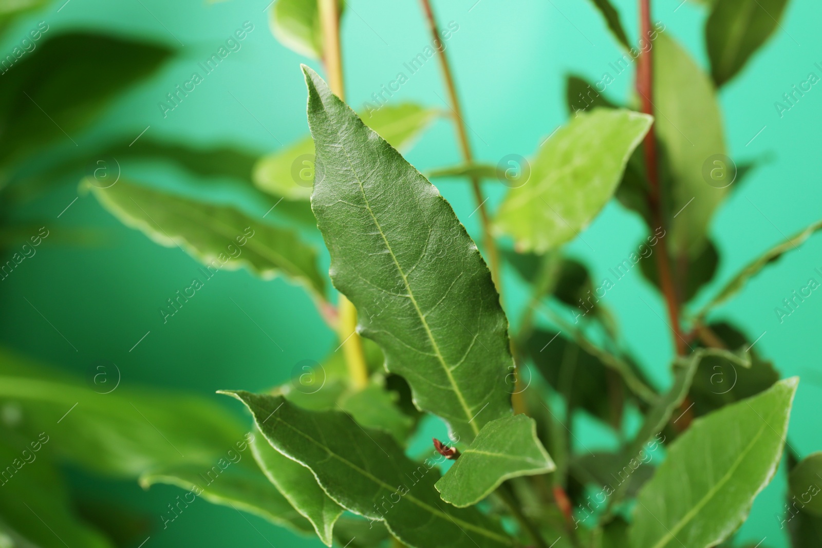 Photo of Bay tree with green leaves growing on turquoise background, closeup