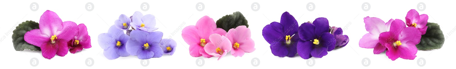 Image of Set with beautiful violet flowers on white background. Banner design