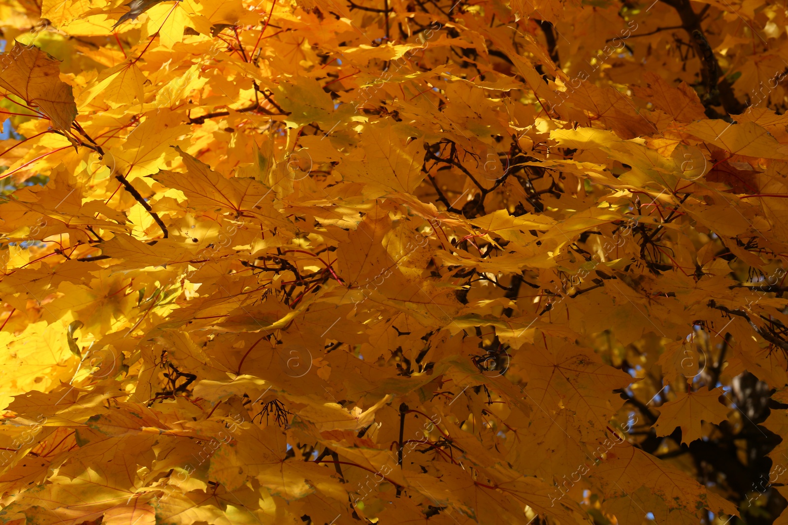 Photo of Beautiful tree with orange leaves outdoors, closeup. Autumn season