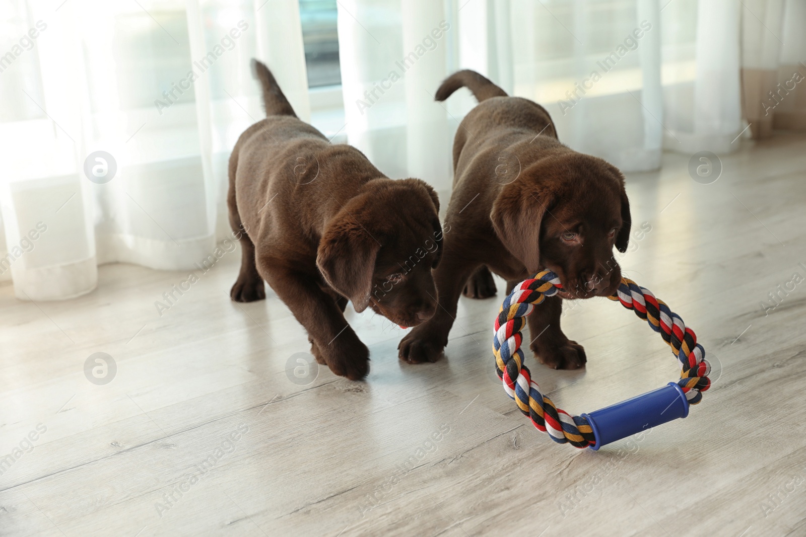 Photo of Chocolate Labrador Retriever puppies with toy indoors