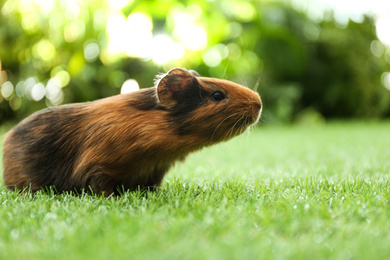 Photo of Cute guinea pig on green grass in park