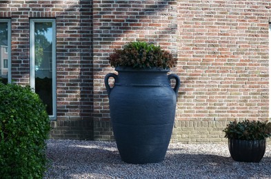 Photo of Beautiful plant in large blue pot near building outdoors