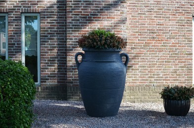 Beautiful plant in large blue pot near building outdoors