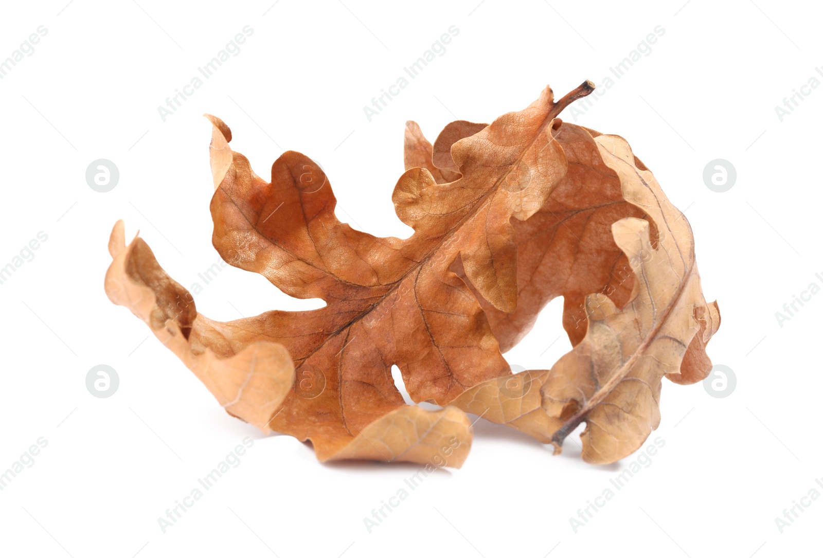 Photo of Autumn season. Dry oak leaves isolated on white