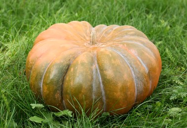 Photo of Ripe pumpkin on green grass. Autumn harvest