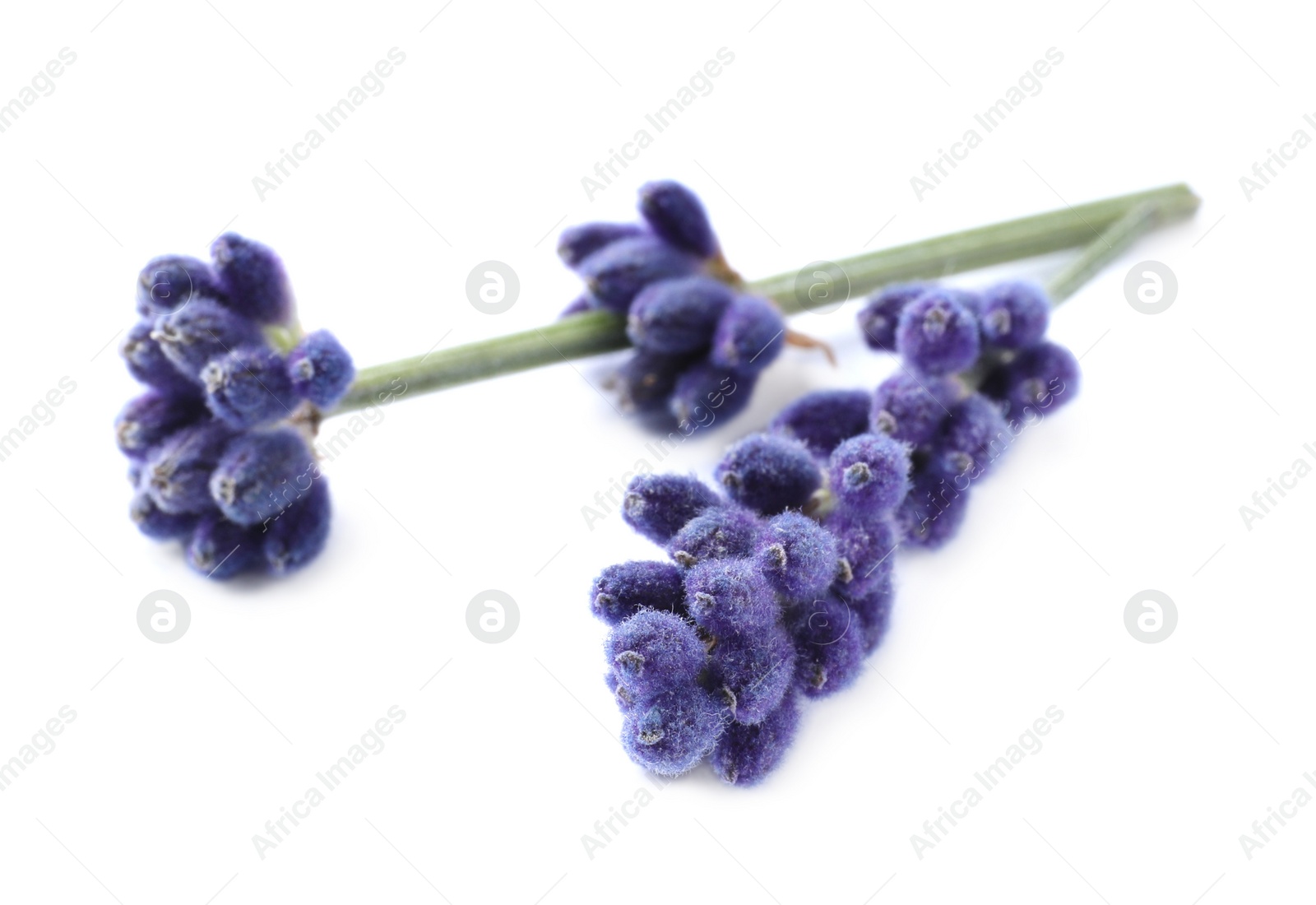 Photo of Beautiful lavender flowers isolated on white. Fresh herb