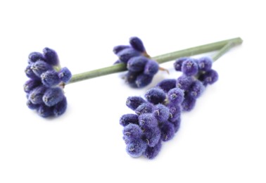 Photo of Beautiful lavender flowers isolated on white. Fresh herb