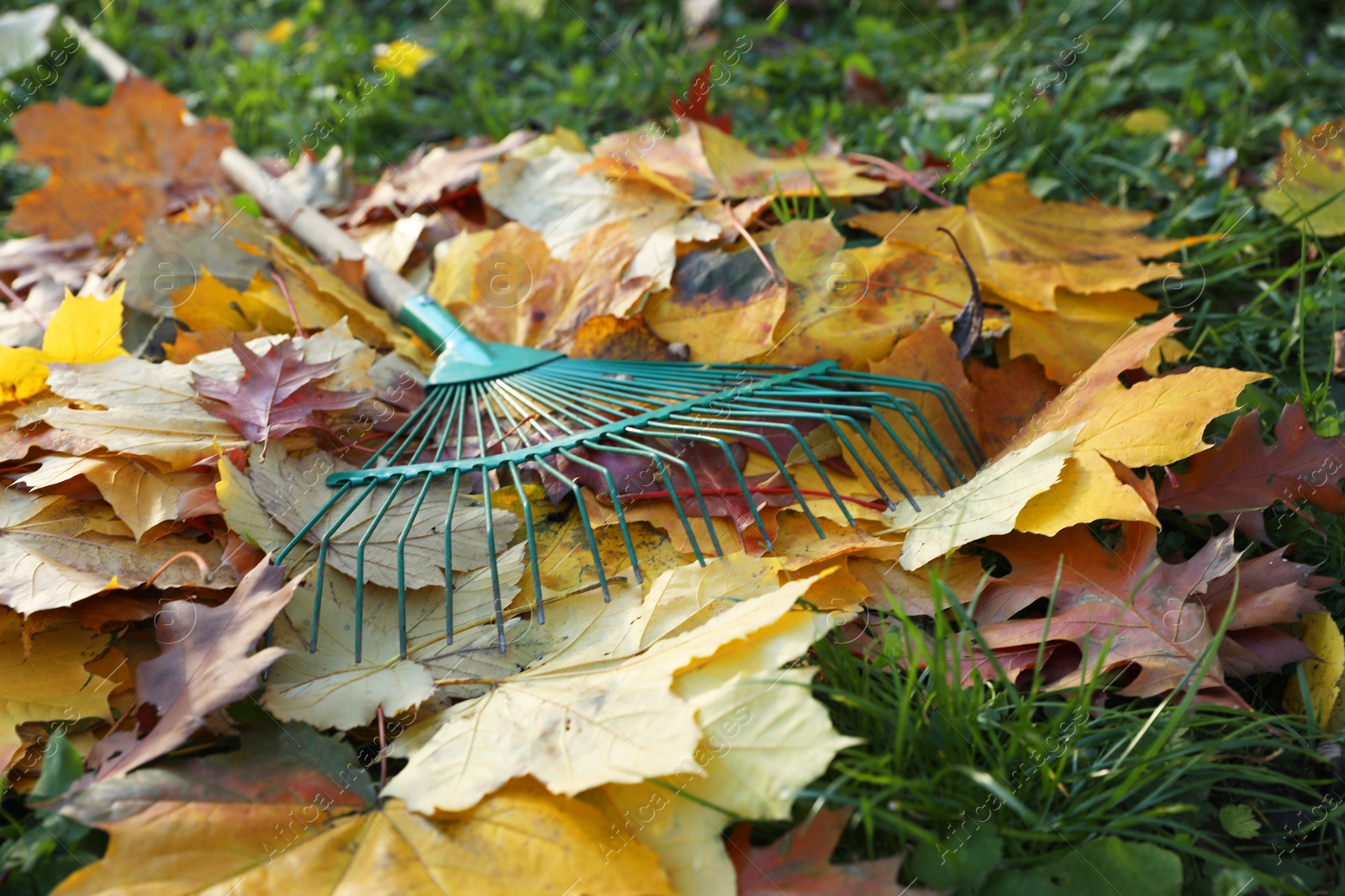 Photo of Rake and fall leaves on grass outdoors, closeup