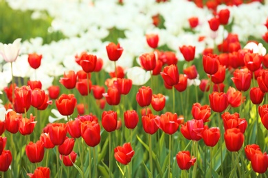 Photo of Blossoming tulips outdoors on sunny spring day