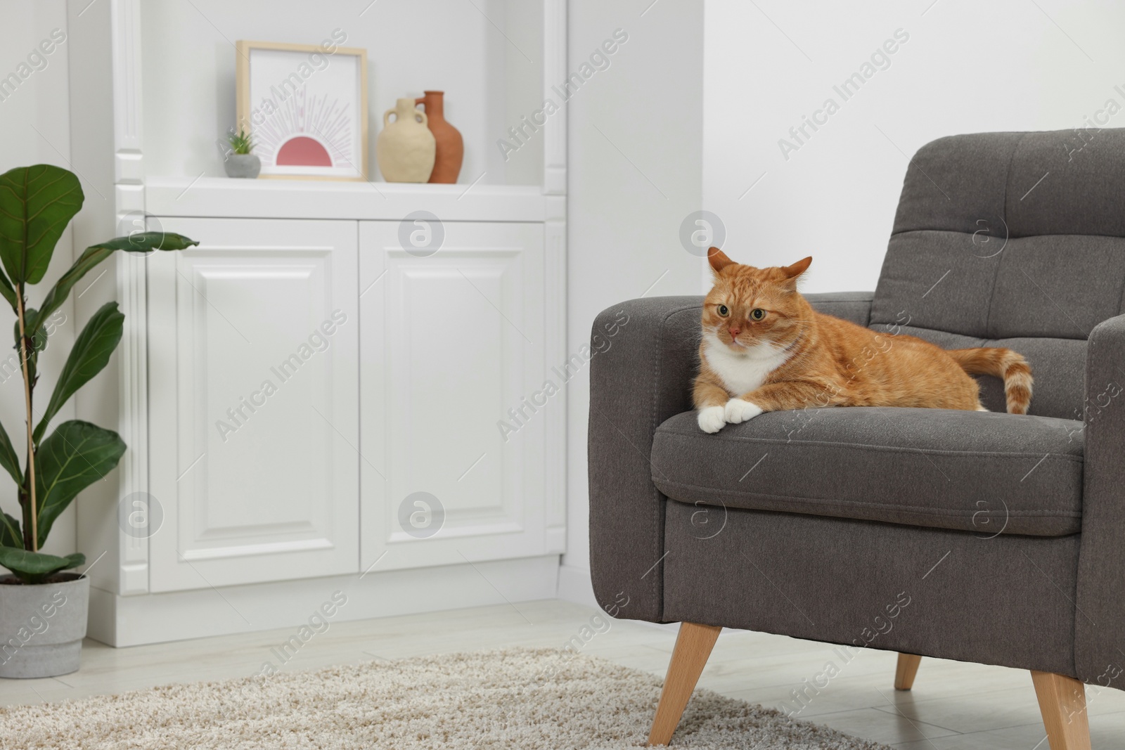 Photo of Cute ginger cat lying on armchair at home. Space for text