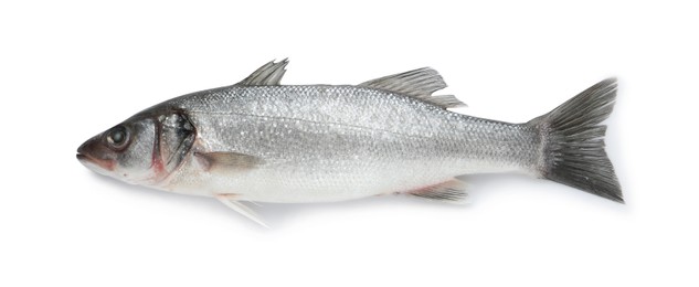 Photo of Fresh sea bass fish isolated on white, top view