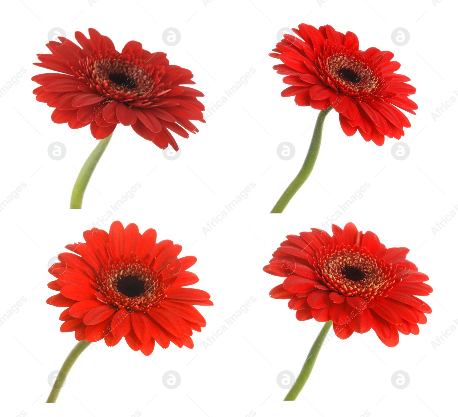 Image of Set of beautiful red gerbera flowers on white background