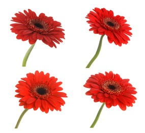 Image of Set of beautiful red gerbera flowers on white background