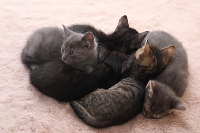 Photo of Cute fluffy kittens on faux fur. Baby animals
