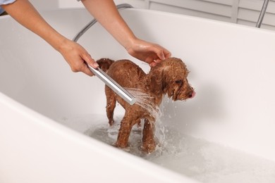 Photo of Woman washing cute Maltipoo dog in bathtub indoors. Lovely pet