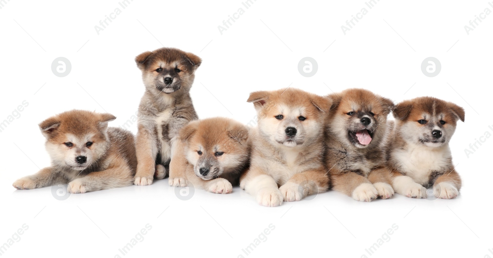 Photo of Adorable Akita Inu puppies on white background