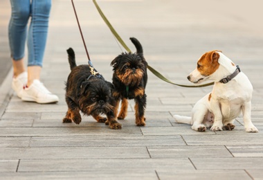 Photo of Woman walking Jack Russell Terrier and Brussels Griffon dogs in park