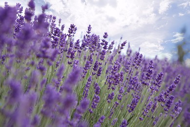 Photo of Beautiful blooming lavender growing outdoors, closeup view