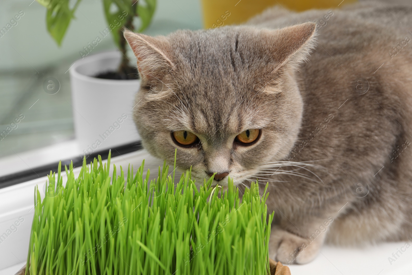 Photo of Cute cat near fresh green grass on windowsill indoors