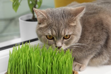 Cute cat near fresh green grass on windowsill indoors