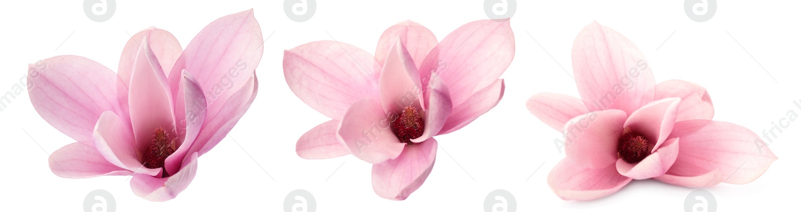 Image of Set with beautiful magnolia flowers on white background. Banner design